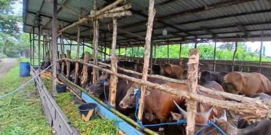 Sapi Kurban di RPH Basirih Mulai Berdatangan